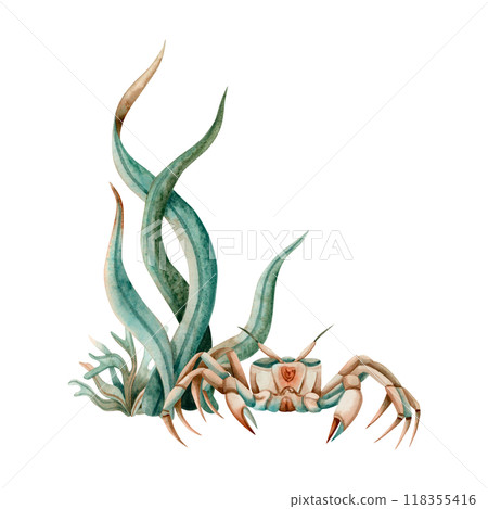 Ocean crab in laminaria seaweed watercolor illustration isolated on white. Green brown realistic crab with claws from tropical sea. Seabed underwater animal for food and eco friendly designs 118355416