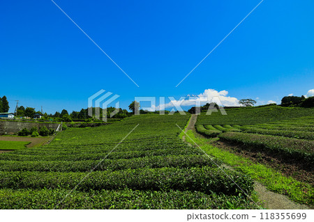 [靜岡縣]富士山和茶田的藍天風景 118355699