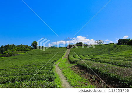 [Shizuoka Prefecture] Mt. Fuji and tea fields under blue skies 118355706