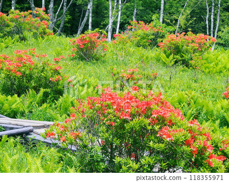 Ranged azalea blooming in early summer Ranged azalea blooming in early summer 118355971