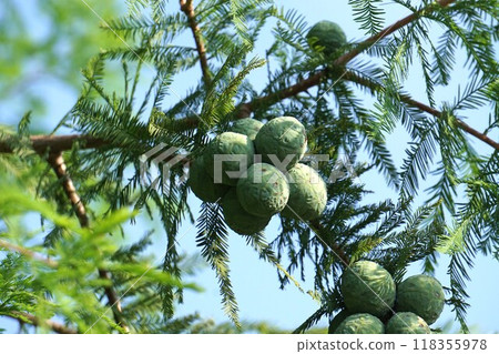 Bald cypress fruit - 2024 Bald cypress fruit - 2024 118355978