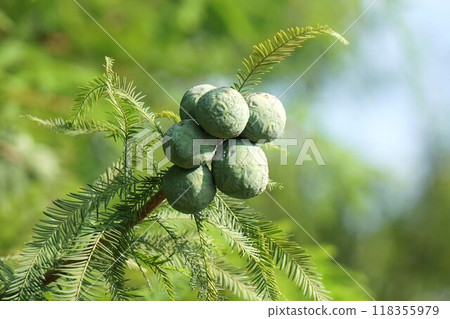 Bald cypress fruit - 2024 Bald cypress fruit - 2024 118355979