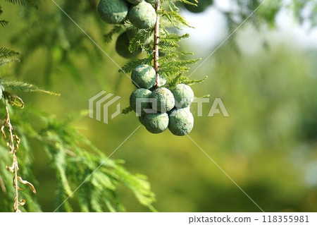 Bald cypress fruit - 2024 Bald cypress fruit - 2024 118355981