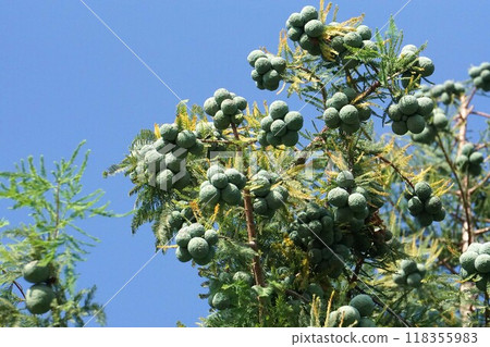 Bald cypress fruit, 2024 118355983