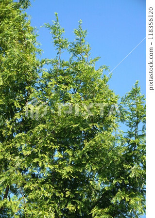 Lakshow tree 118356120