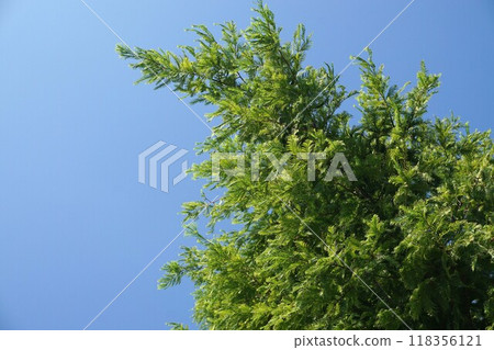 Lakshow tree 118356121