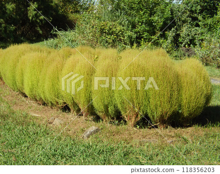 Kochia with egg-shaped leaves that change color Kochia with egg-shaped leaves that change color 118356203