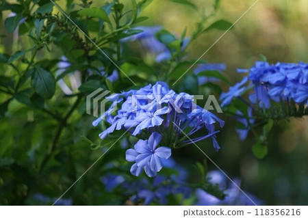 Ruri Matryu flower Ruri Matryu flower 118356216