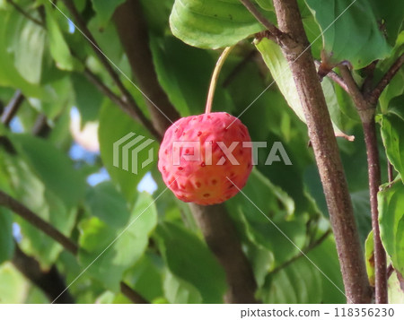 Yamabote的紅色果子 Yamabote的紅色果子 118356230