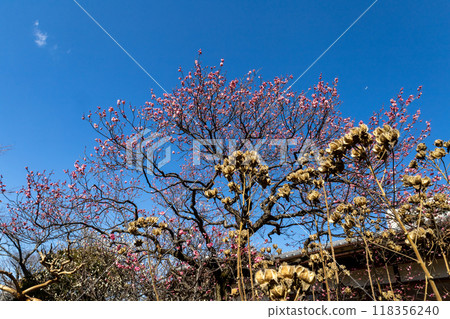 藍天、紅梅、四季植物 藍天、紅梅、四季植物 118356240