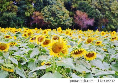 盛開的向日葵,寧靜的夏日田園風光 盛開的向日葵,寧靜的夏日田園風光 118356242
