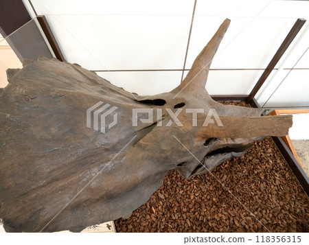 三角龍頭骨化石 三角龍頭骨化石 118356315