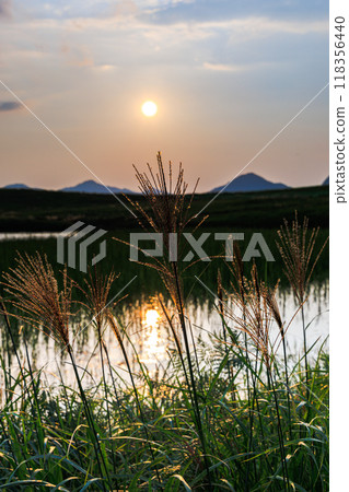 Evening scenery on the Soni Plateau in 2024, when the silver grass heads have just begun to emerge. The silver grass heads of early autumn shine golden in the setting sun. Evening scenery on the Soni Plateau in 2024, when the silver grass heads have just begun to emerge. The silver grass heads of early autumn shine golden in the setting sun. 118356440