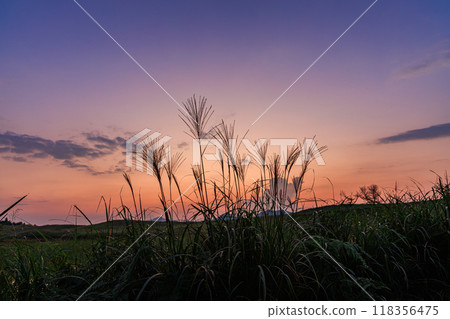 2024年索尼高原的日落景色，此時蒲葦的穗子剛開始出現，一群蒲葦在夕陽的餘輝的映襯下綻放著。 118356475