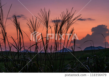2024年蒲葦剛開始出現的索尼高原日落景色 一群蒲葦在夕陽的餘輝的映襯下綻放著⑥。 2024年蒲葦剛開始出現的索尼高原日落景色 一群蒲葦在夕陽的餘輝的映襯下綻放著⑥。 118356479