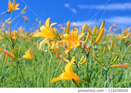 Kirigamine no Nikkokisge 118356689