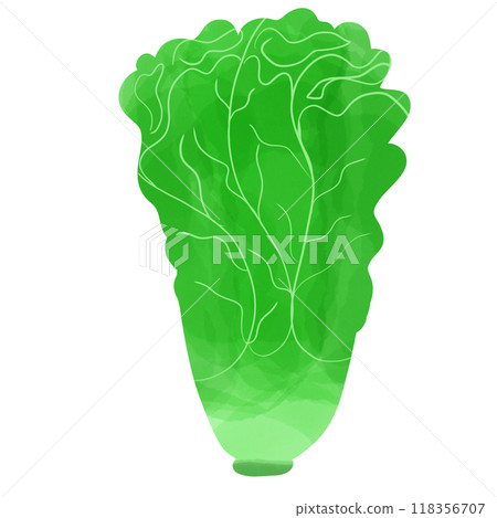 green cabbage, hand drawn, transparency illustration. green cabbage, hand drawn, transparency illustration. 118356707