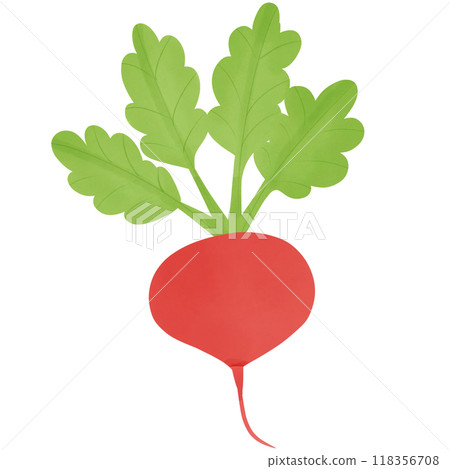 Radish, hand drawn, transparency illustration.	 118356708