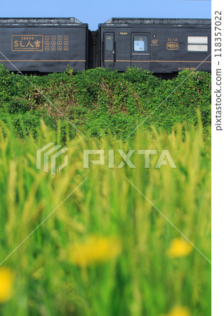 A 50-series steam locomotive for Hitoyoshi (JR Kyushu) passing by ears of rice A 50-series steam locomotive for Hitoyoshi (JR Kyushu) passing by ears of rice 118357022