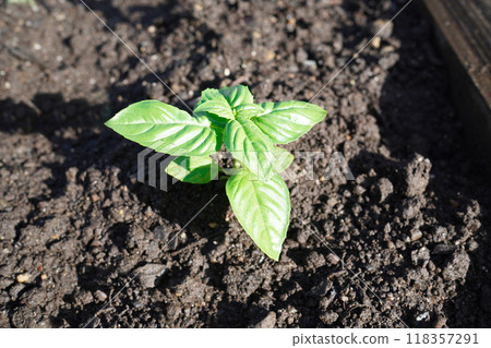 Sprouted basil leaves from a home garden 118357291