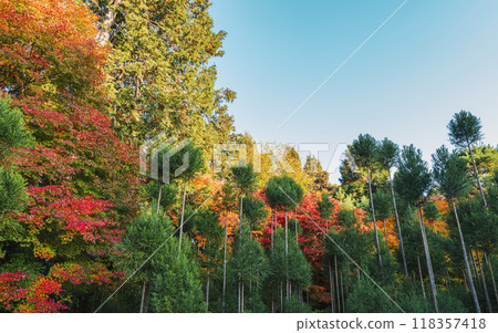 Autumn scenery at Ryoanji Temple in Kyoto 118357418