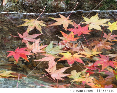 Autumn leaves floating on the surface of the river 118357450