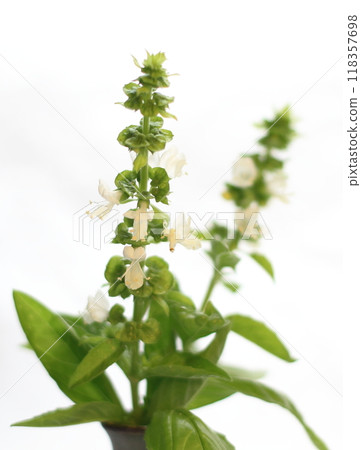 羅勒花沐浴在溫柔的陽光下 羅勒花沐浴在溫柔的陽光下 118357698