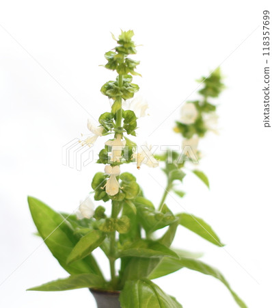 Basil flowers bathed in gentle sunlight Basil flowers bathed in gentle sunlight 118357699