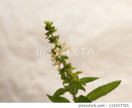 Basil flowers bathed in gentle sunlight 118357705