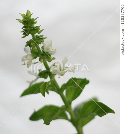 Basil flowers bathed in gentle sunlight Basil flowers bathed in gentle sunlight 118357706