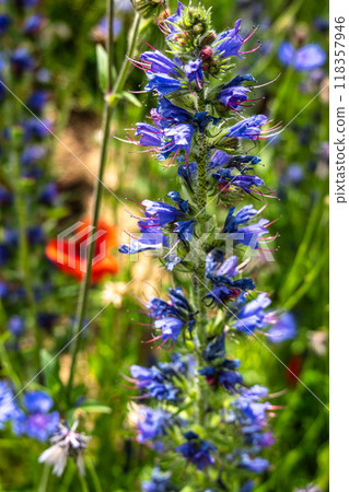 Impressions from the State Garden Show 2024 in Kirchheim, Bavaria, Germany 118357946