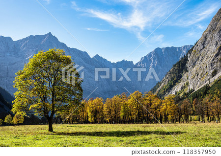 maple trees at Ahornboden, Karwendel mountains, Tyrol, Austria 118357950