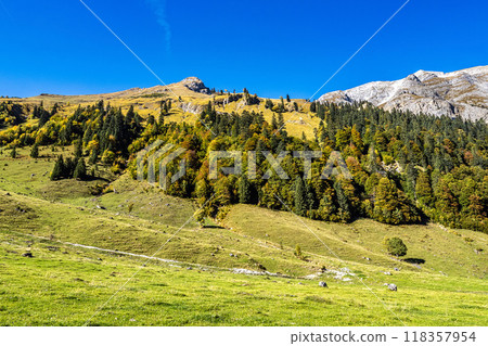 maple trees at Ahornboden, Karwendel mountains, Tyrol, Austria maple trees at Ahornboden, Karwendel mountains, Tyrol, Austria 118357954