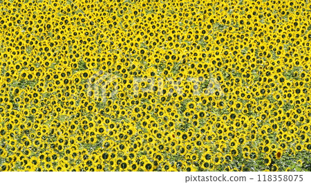Yanagawa sunflower garden 118358075