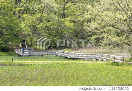 Kitamoto Nature Observation Park's wetlands and Yatsuhashi (Japanese sweets) surrounded by fresh greenery 118358095