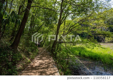 A person walking through the sunlight filtering through the trees in the sloping forest of a nature observation park, where fresh greenery shines 118358117
