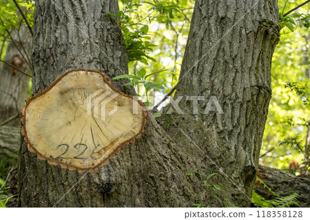 Oak trees on a slope felled due to oak wilt disease Oak trees on a slope felled due to oak wilt disease 118358128