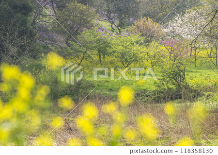 Satoyama scenery with rape blossoms, cherry blossoms, peaches, and other flowers blooming 118358130