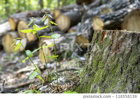 櫟樹樁和橡樹因橡樹枯萎病而被砍伐 118358139