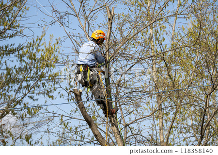 爬樹者管理灌木叢的樹枝 118358140