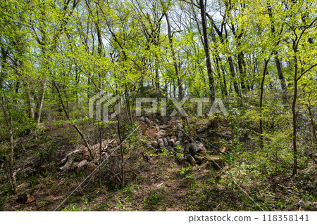 北本自然觀察公園的斜坡森林被新綠所包圍 北本自然觀察公園的斜坡森林被新綠所包圍 118358141