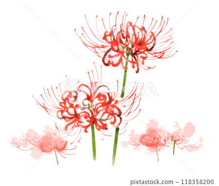 Spider lilies, red spider lilies watercolor illustration 118358200