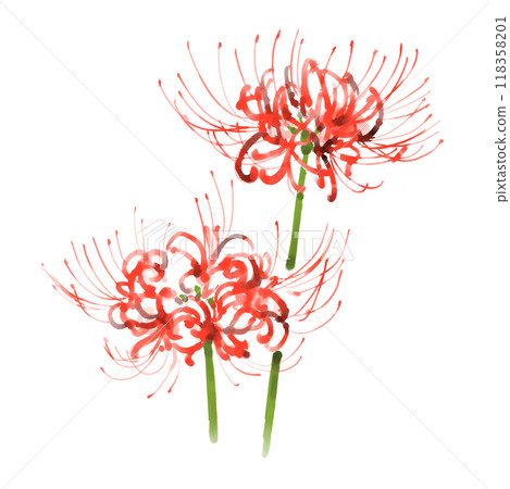 Spider lilies, red spider lilies watercolor illustration Spider lilies, red spider lilies watercolor illustration 118358201
