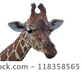 Giraffe's face on a white background 118358565