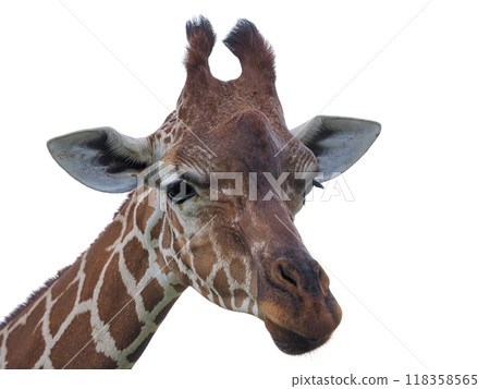 Giraffe's face on a white background Giraffe's face on a white background 118358565