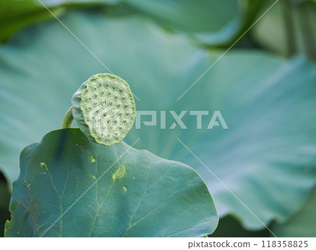 Lotus flower tray Lotus flower tray 118358825