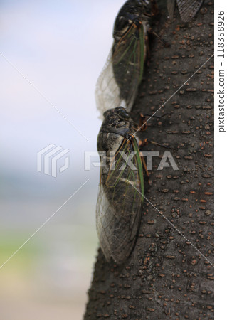 A cicada resting on a zelkova tree A cicada resting on a zelkova tree 118358926