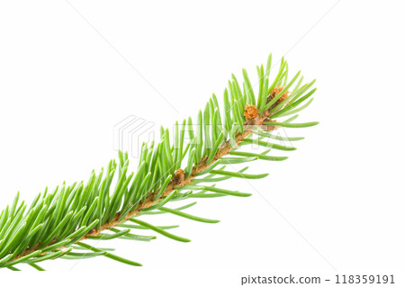 Fresh spruce green branch isolated on white 118359191