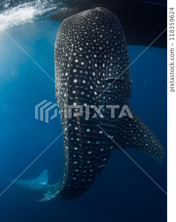 Whale shark in blue sea near Sumbawa. Giant shark underwater 118359624