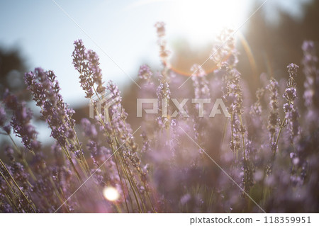 北海道富良野市上富良野薰衣草田 北海道富良野市上富良野薰衣草田 118359951